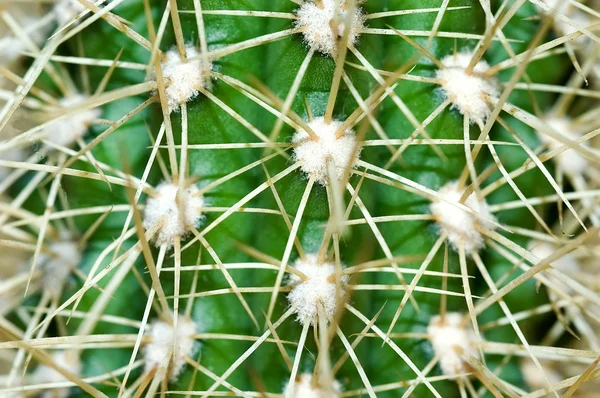 Kaktus 1 — Stock fotografie