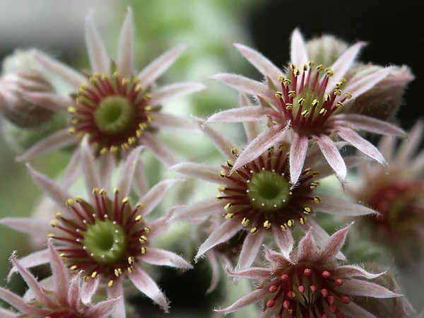 Stock image Cactus blossom 1