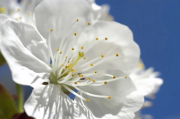 Kiraz çiçeği 2 — Stok fotoğraf