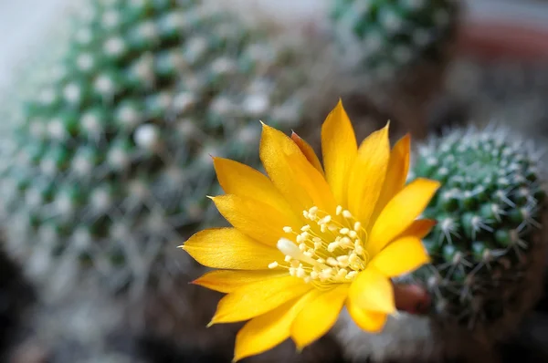 Żółtym kaktus 01 — Zdjęcie stockowe