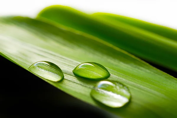 stock image Water drops 07-1