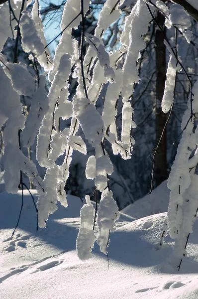 겨울 15 — 스톡 사진