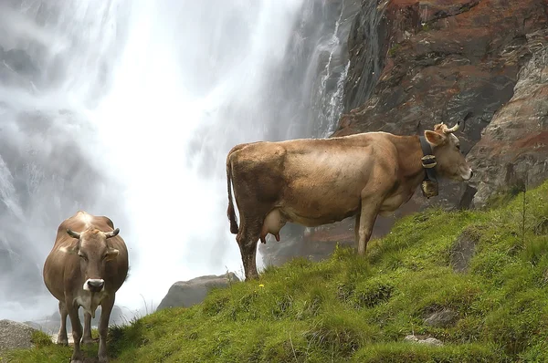 Vaca 1 — Fotografia de Stock