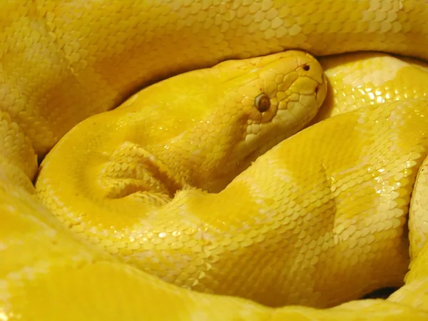 Serpiente amarilla — Foto de Stock