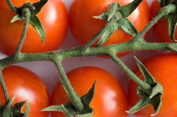 Tomaten 5 — Stockfoto
