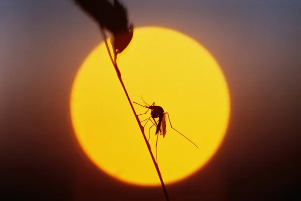 모기 — 스톡 사진