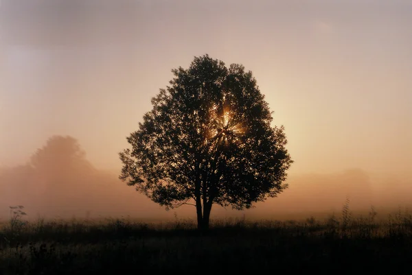 Stock image Tree