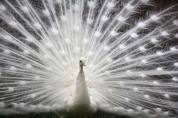 stock image White peacock