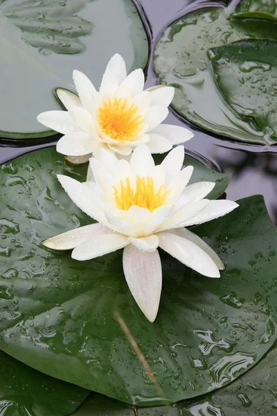 Wasserlilie. — Foto de Stock