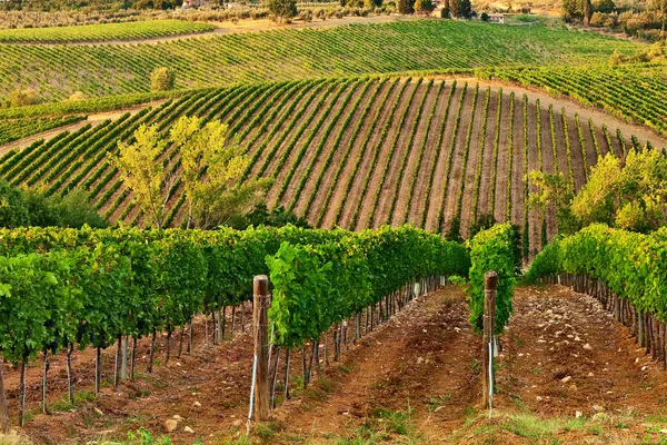 Een wijngaarden. — Stockfoto