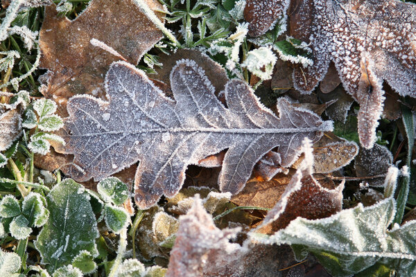 Frosty leaves