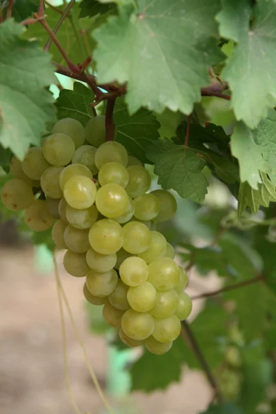 Stock image Branch of green wine grape