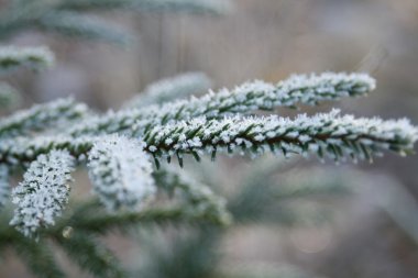 Frost on pine clipart