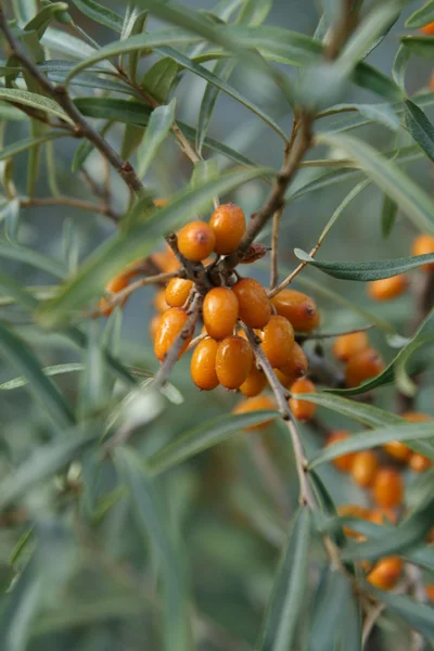 stock image Sea-buckthorn