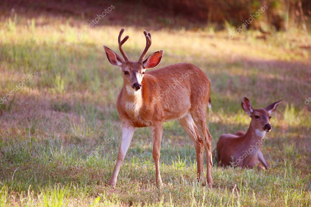 Black Tail Deer Stock Photo by ©scamp65 2637029