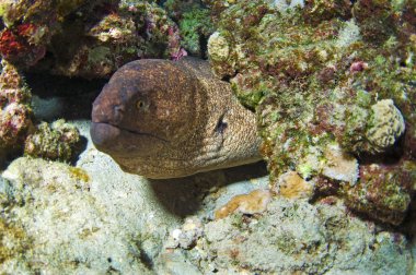 Sarı marjı moray