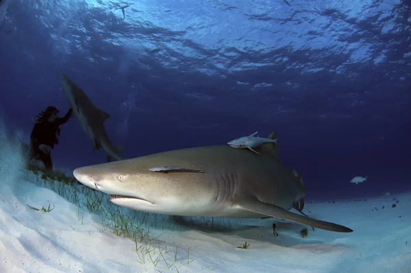 Žralok citronový — Stock fotografie