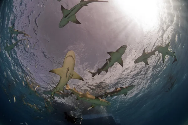 Лимонные акулы — стоковое фото