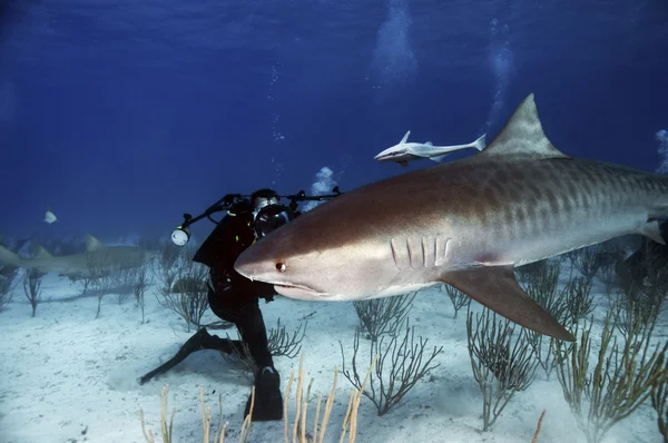 Mergulhador fotografando um tubarão tigre — Fotografia de Stock