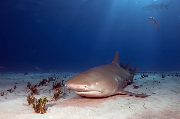 Odpočívající žralok citronový — Stock fotografie