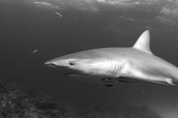 Caraíbas tubarão recife — Fotografia de Stock