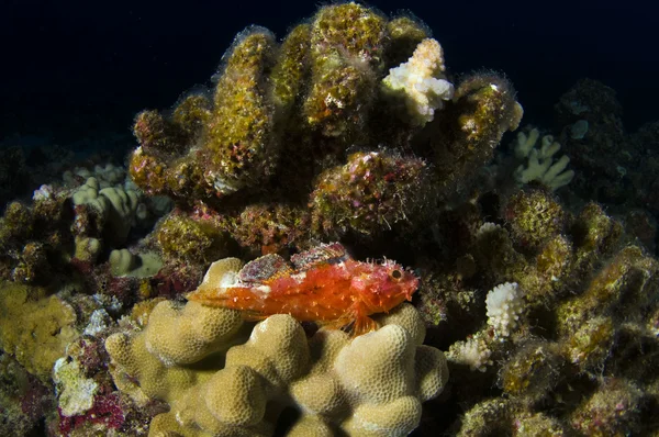 Decoy Scorpion Fish — Stock Photo, Image