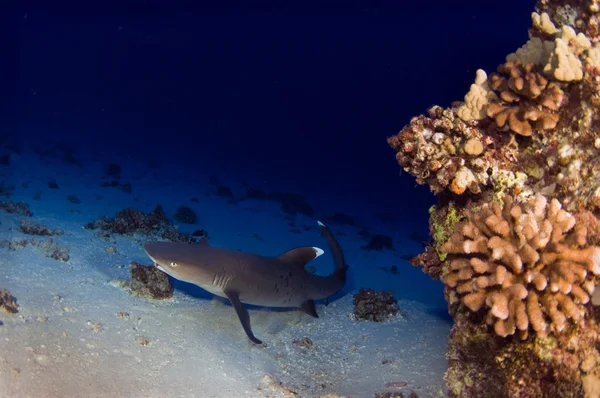 Белая рифовая акула — стоковое фото