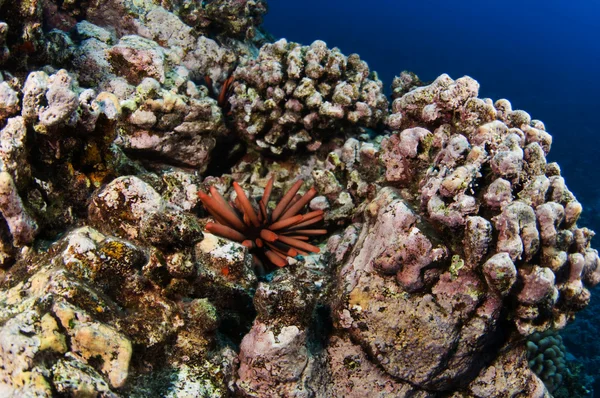 Barriera corallina hawaiana — Foto Stock