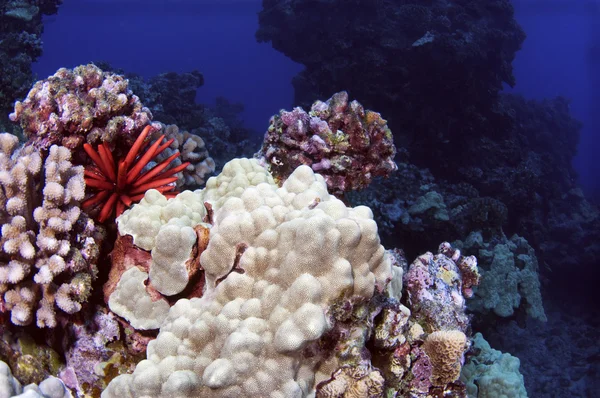 Hawaiian Coral Reef — Stock Photo, Image