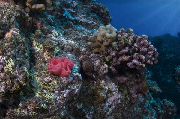 Uova nudibranchia — Foto Stock