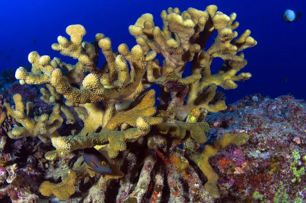 Stagehorn mercan — Stok fotoğraf