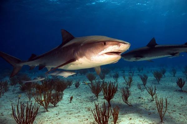 Requin tigre aux Bahamas Images De Stock Libres De Droits