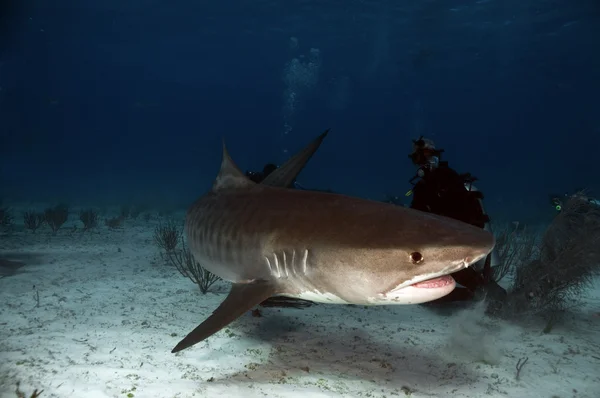 Kaplan köpek balığı — Stok fotoğraf