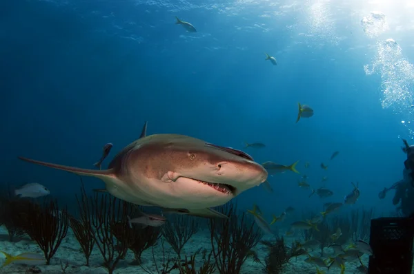 stock image Cindy the Lemon Shark