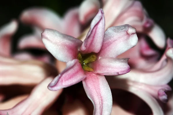 stock image Pink Flower