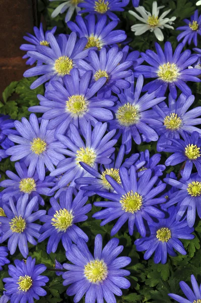 stock image Flowers