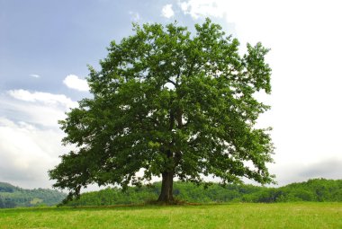 Oak on green hill clipart