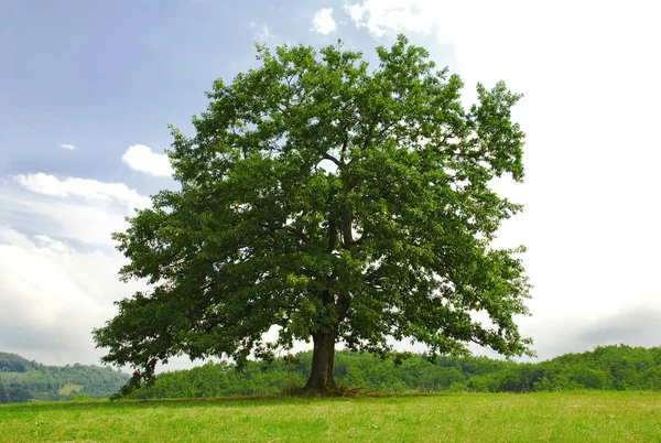 Oak on green hill — Stock Photo, Image