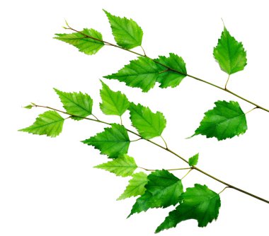 Green branch clipart