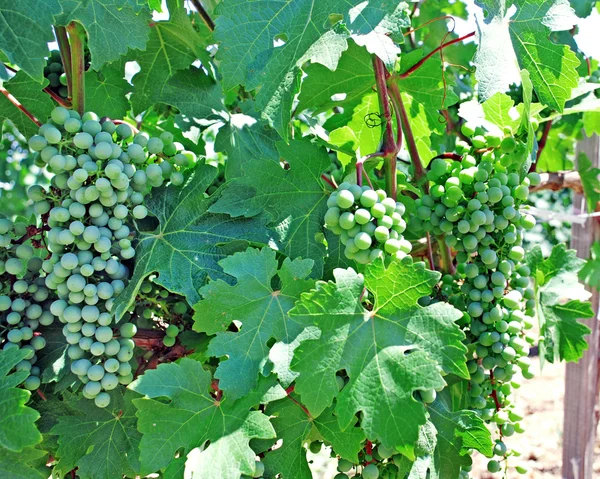 Vine and grapes background — Stock Photo, Image
