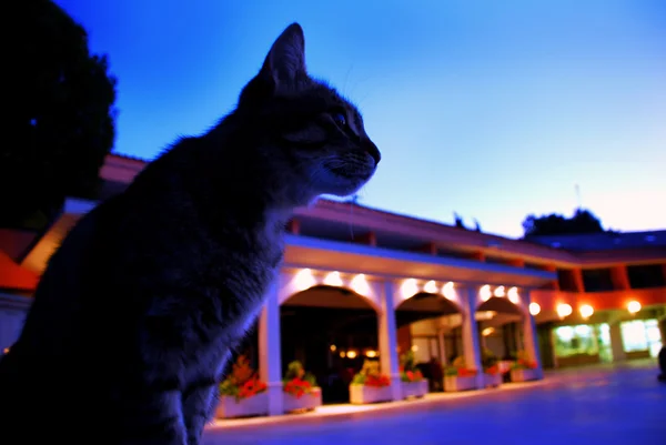 Katze im blauen Morgenhotel — Stockfoto