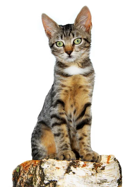 Изолированная кошка на пне — стоковое фото