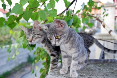 yeşil yaprakları üzerinde iki Gri kedi