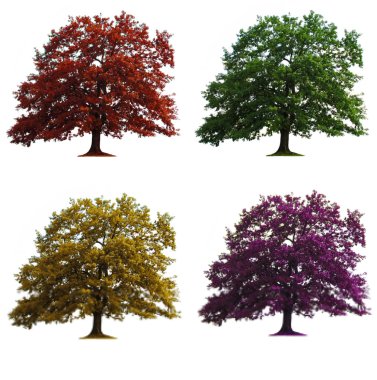 Four oak trees isolated clipart
