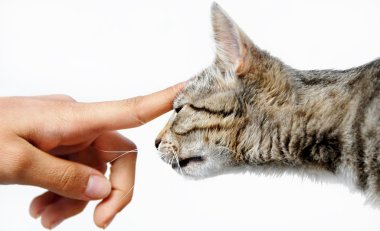 Young mixed-bread cat human hand clipart