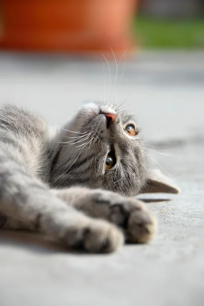 Prolhaný šedá kočka — Stock fotografie
