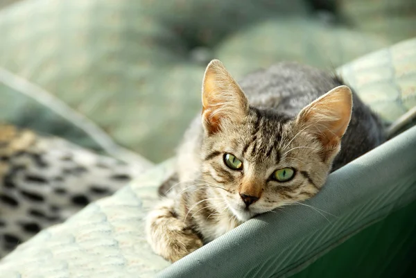 Gri kedi yalan — Stok fotoğraf