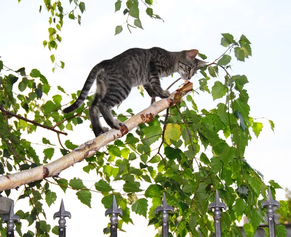 Chat gris sur branche de bouleau coupé mince — Photo