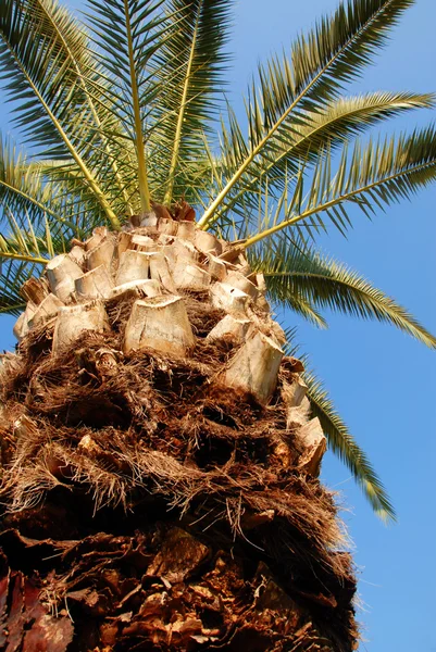 Coroa da palma — Fotografia de Stock