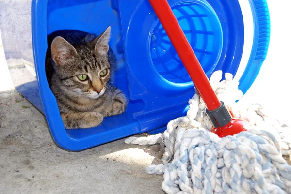 Gri kedi mavi kovaya dinlenme — Stok fotoğraf